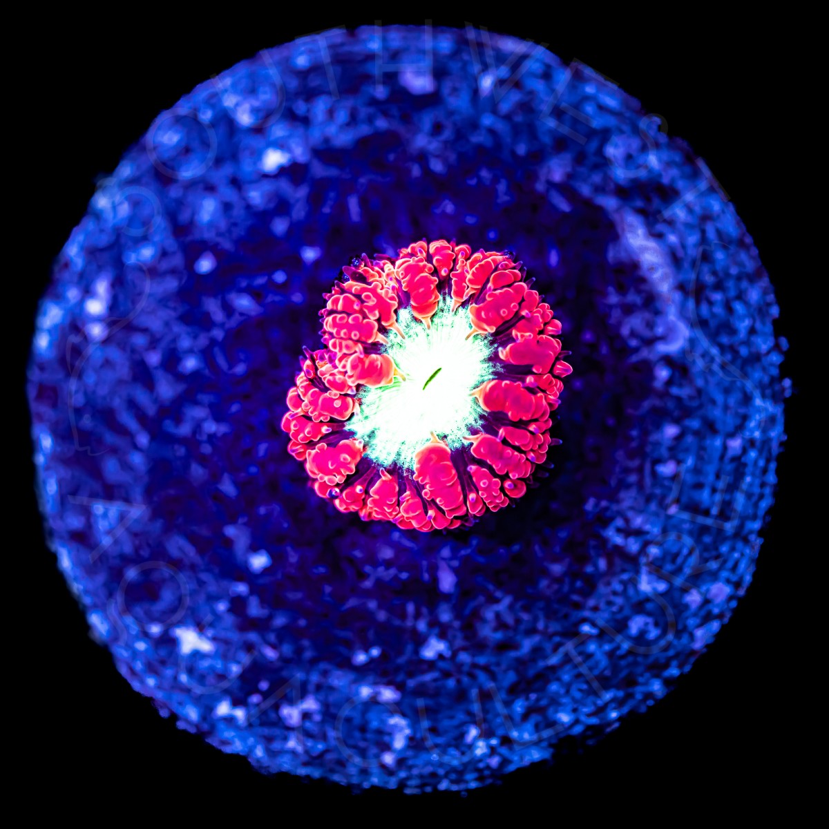 Royal Red Blasto - WYSIWYG Royal Red Blasto - WYSIWYG