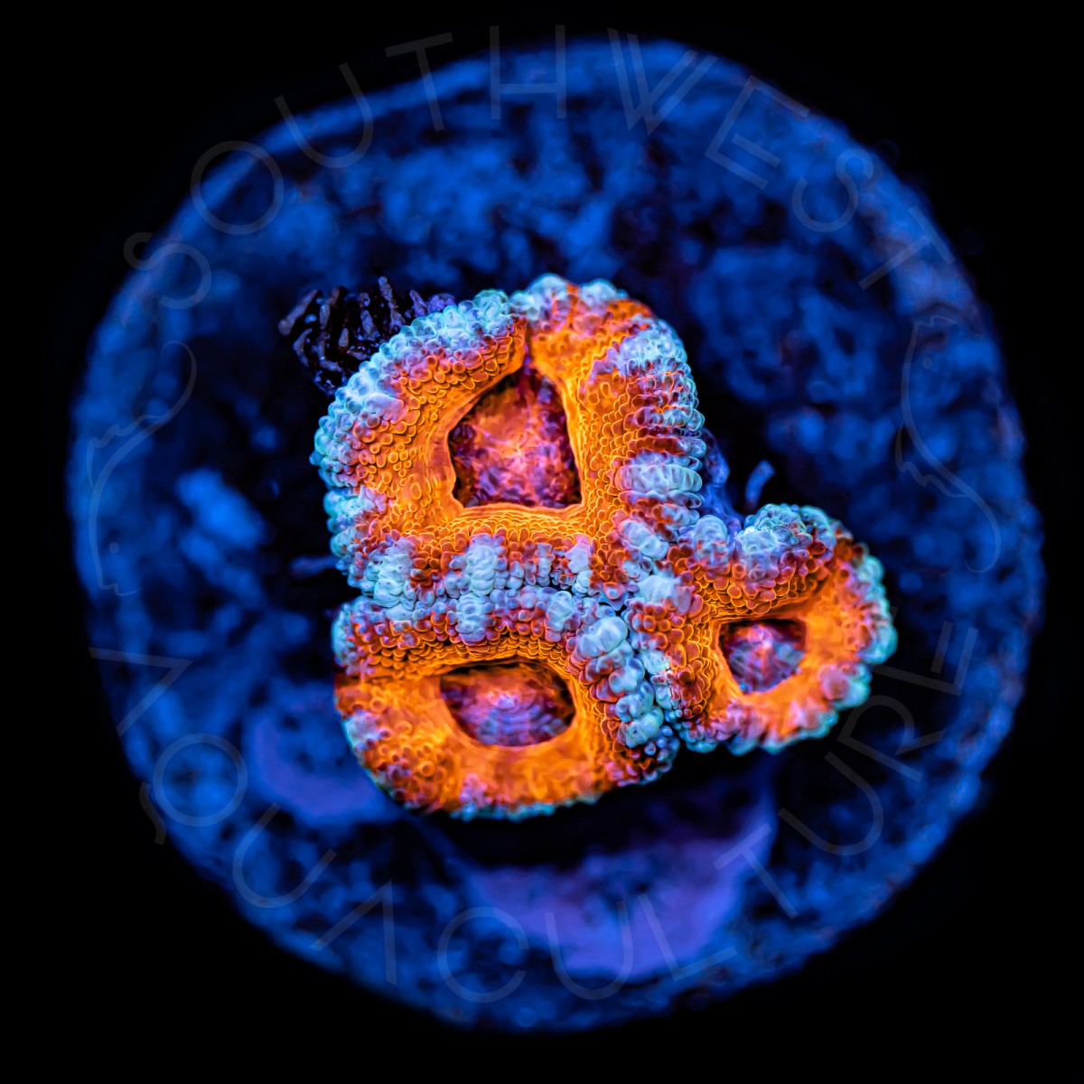 Ultra Micromussa - WYSIWYG Ultra Micromussa - WYSIWYG