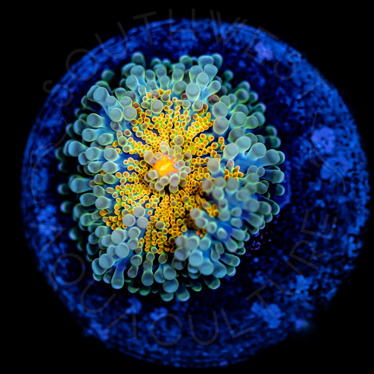 Golden Yuma - WYSIWYG Golden Yuma - WYSIWYG