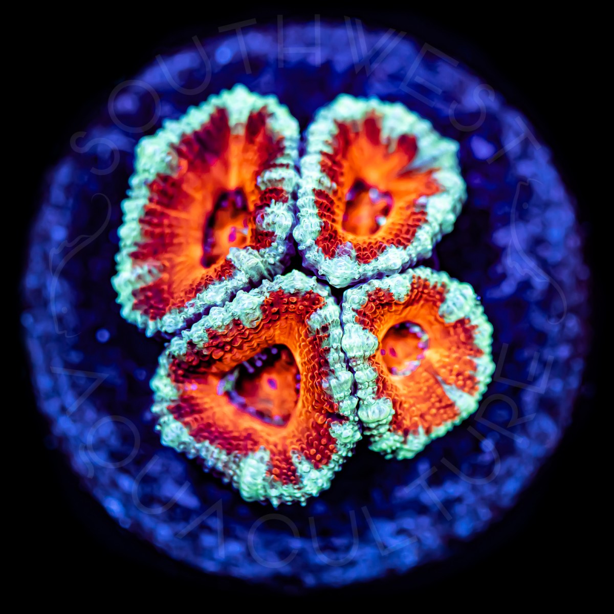 Ultra Micromussa - WYSIWYG