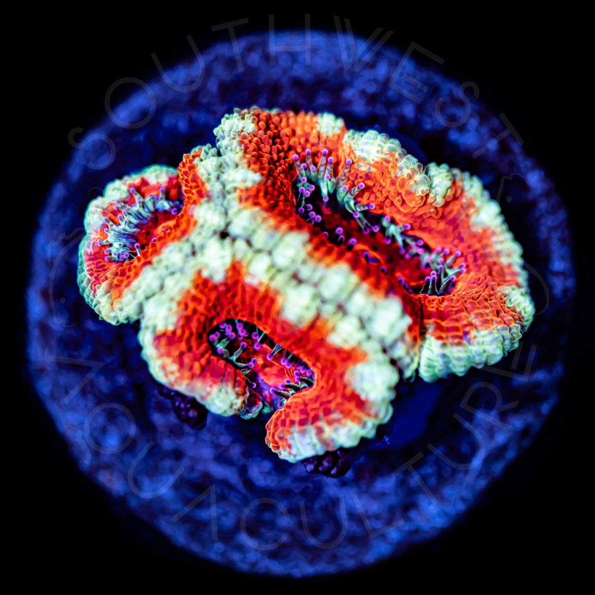 Ultra Micromussa - WYSIWYG Ultra Micromussa - WYSIWYG