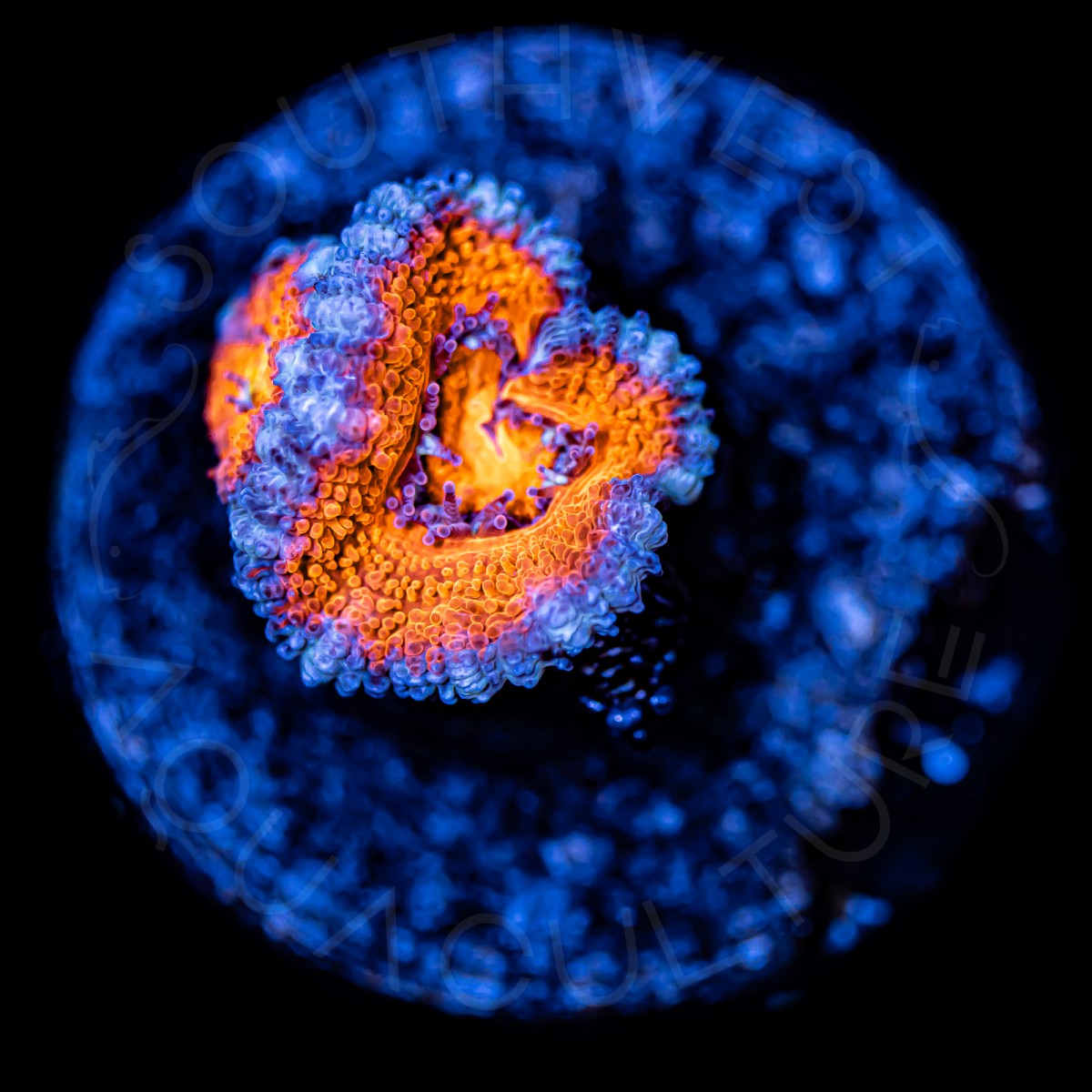 Ultra Micromussa - WYSIWYG Ultra Micromussa - WYSIWYG