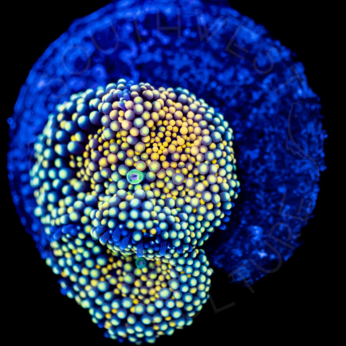 Ultra Ricordea Florida - WYSIWYG