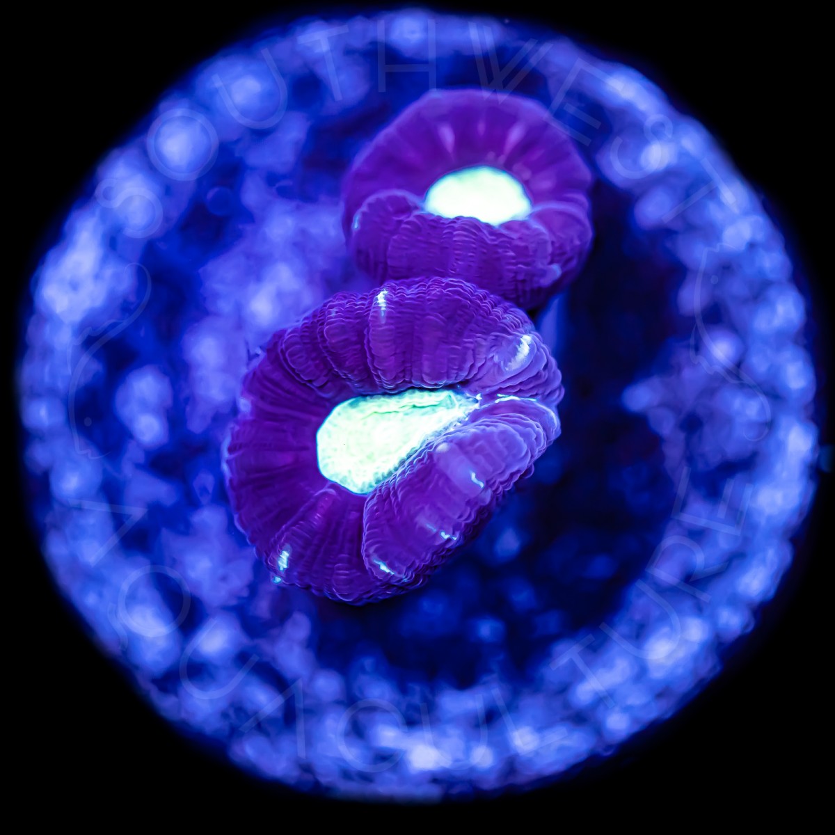 Striped Candy Cane - WYSIWYG