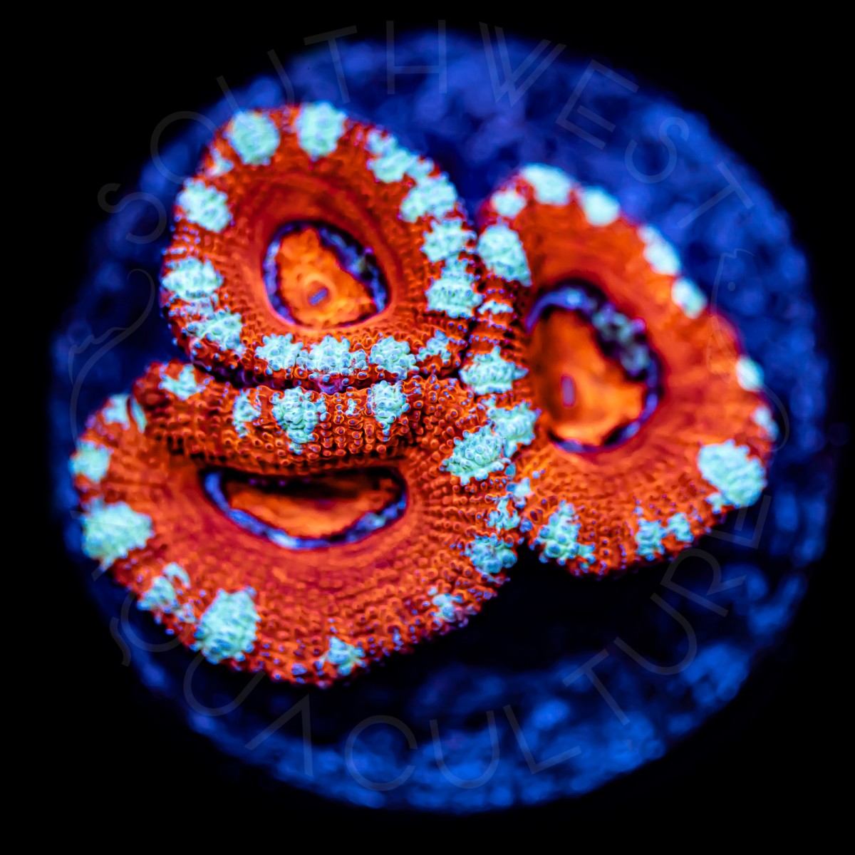 Ultra Micromussa - WYSIWYG