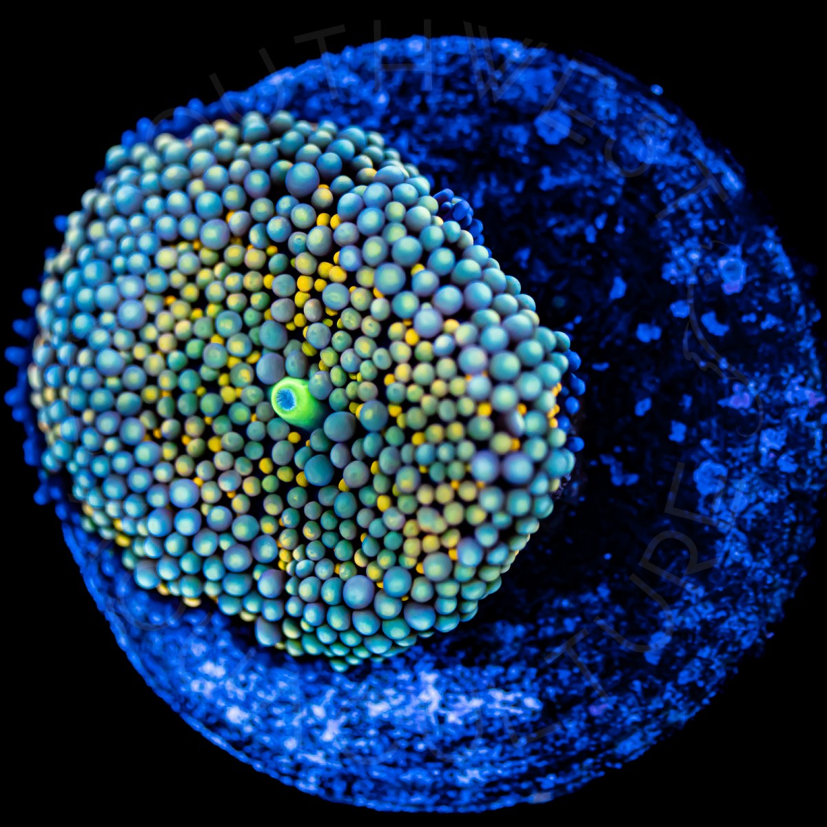 Ultra Ricordea Florida - WYSIWYG Ultra Ricordea Florida - WYSIWYG