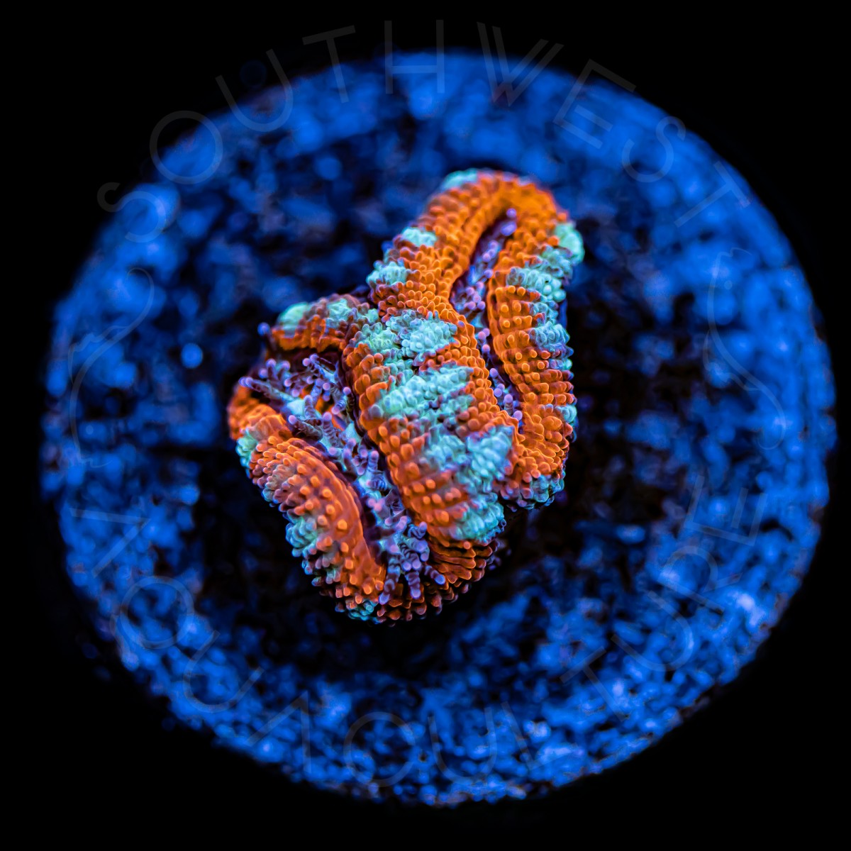 Ultra Micromussa - WYSIWYG