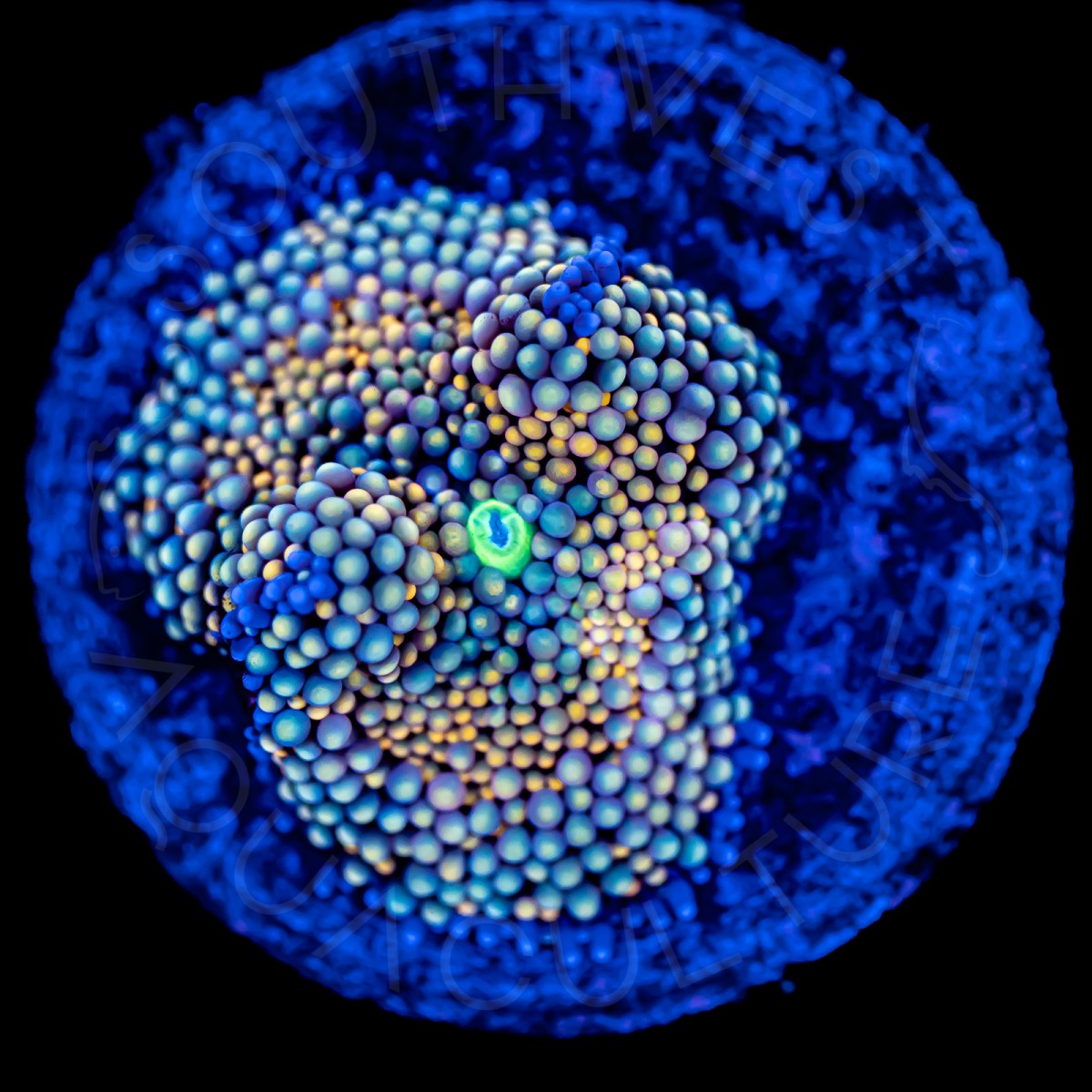 Ultra Ricordea Florida - WYSIWYG Ultra Ricordea Florida - WYSIWYG