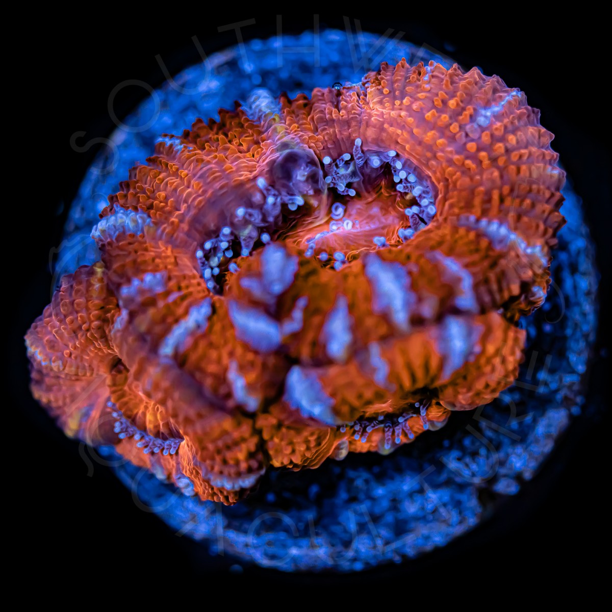 Ultra Micromussa - WYSIWYG