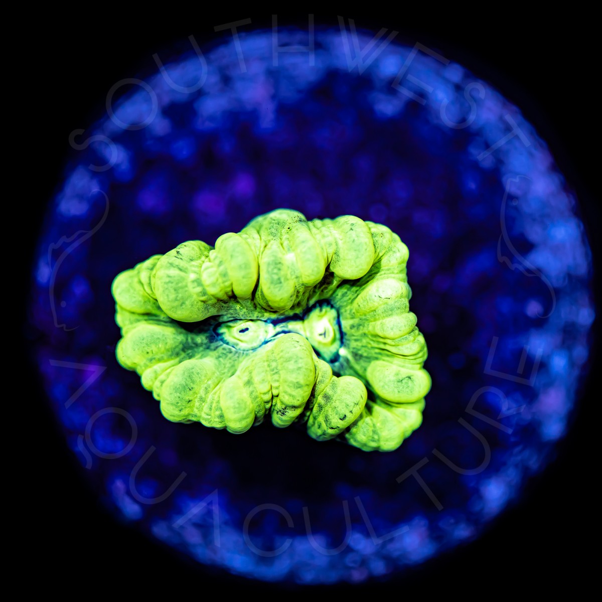 Kryptonite Candy Cane - WYSIWYG