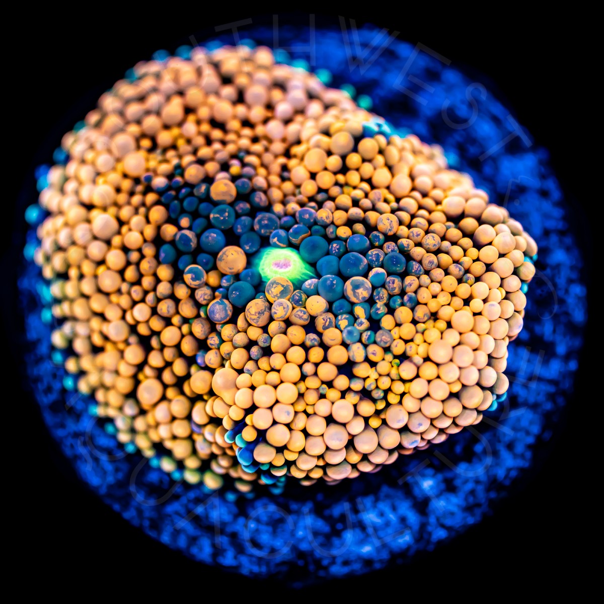 Ultra Ricordea Florida - WYSIWYG