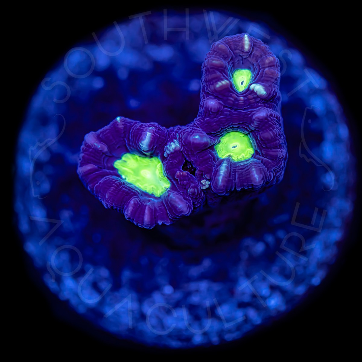 Striped Candy Cane - WYSIWYG Striped Candy Cane - WYSIWYG