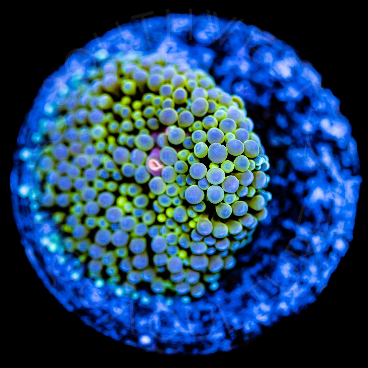 Ricordea Florida - WYSIWYG