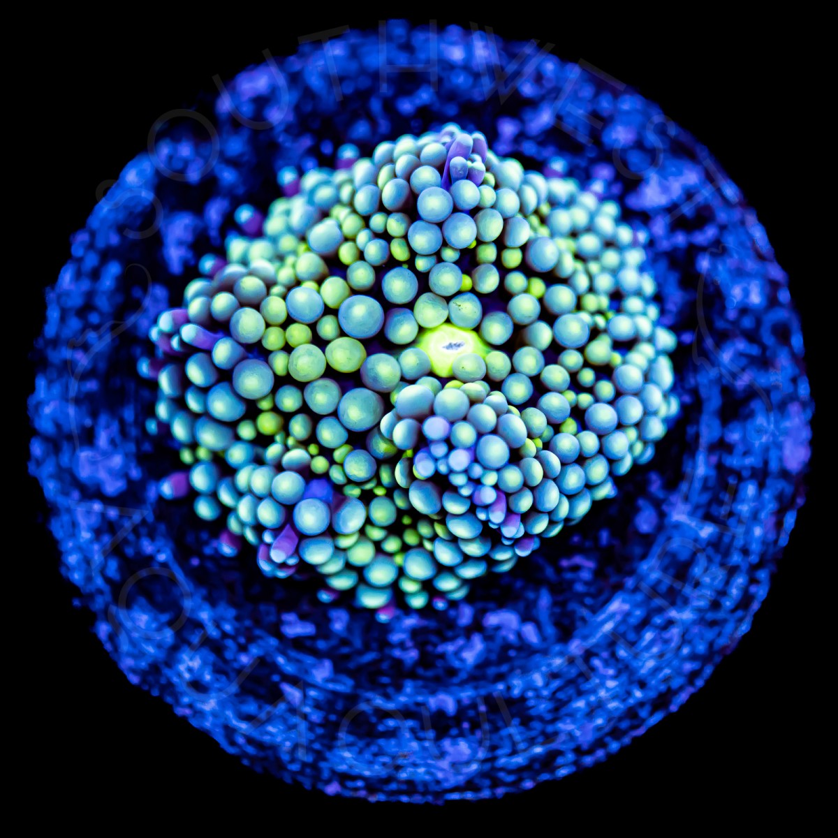 Ricordea Florida - WYSIWYG Ricordea Florida - WYSIWYG