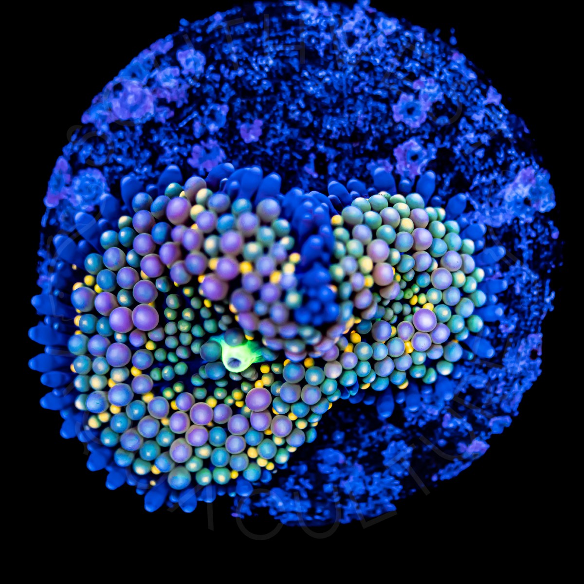 Ultra Ricordea Florida - WYSIWYG