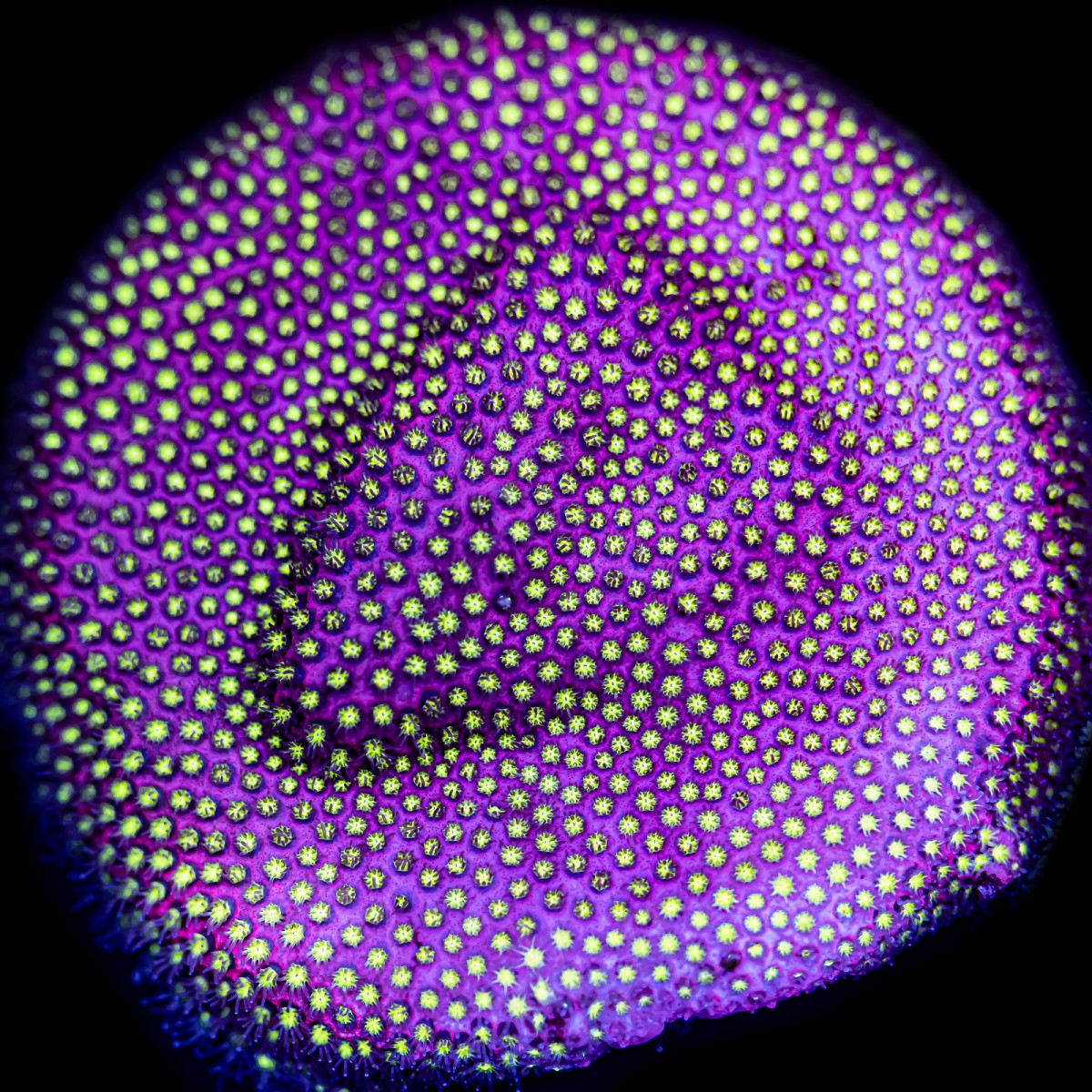 Electric Daisy Stylocoeniella - WYSIWYG Electric Daisy Stylocoeniella - WYSIWYG