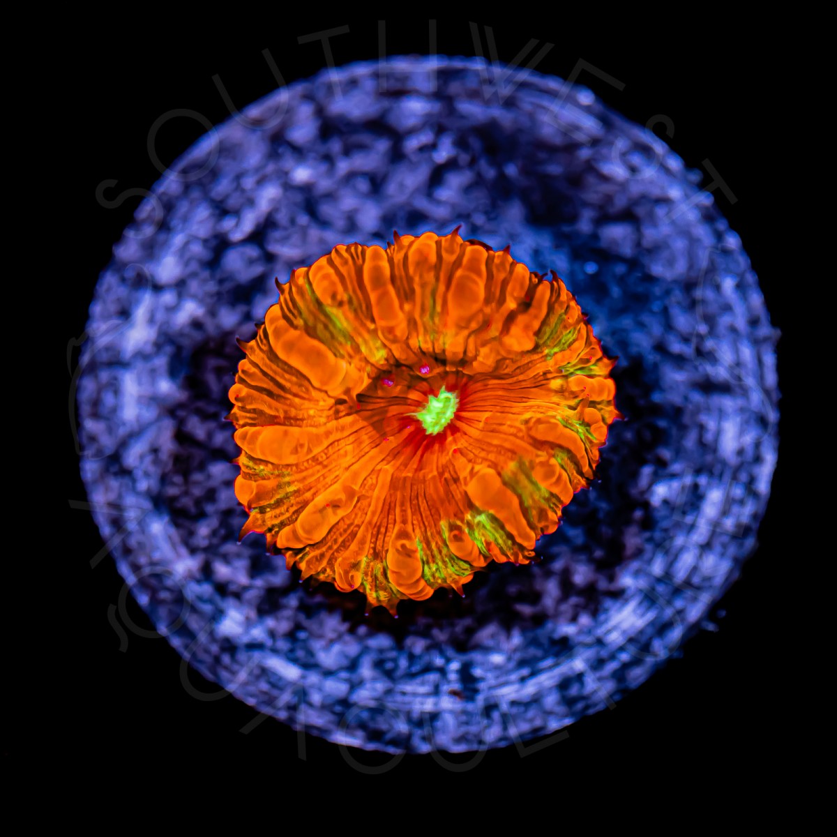 Emerald Fire Blasto - WYSIWYG Emerald Fire Blasto - WYSIWYG