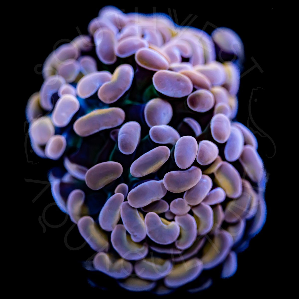 Indo Peach Hammer - WYSIWYG Indo Peach Hammer - WYSIWYG