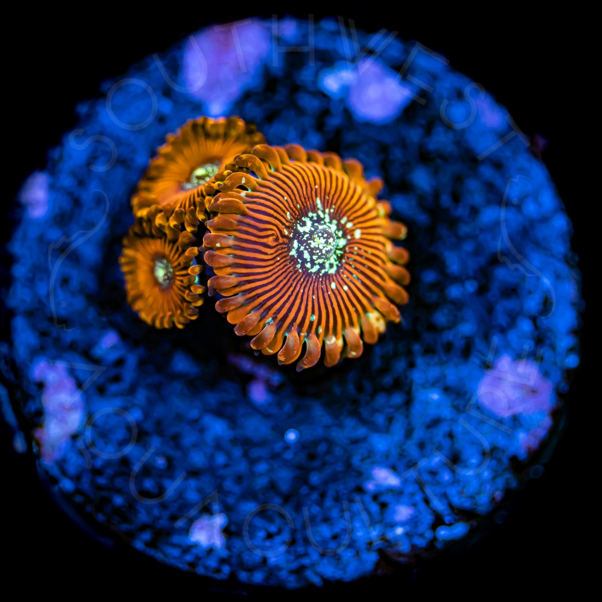 Magician Paly - WYSIWYG Magician Paly - WYSIWYG