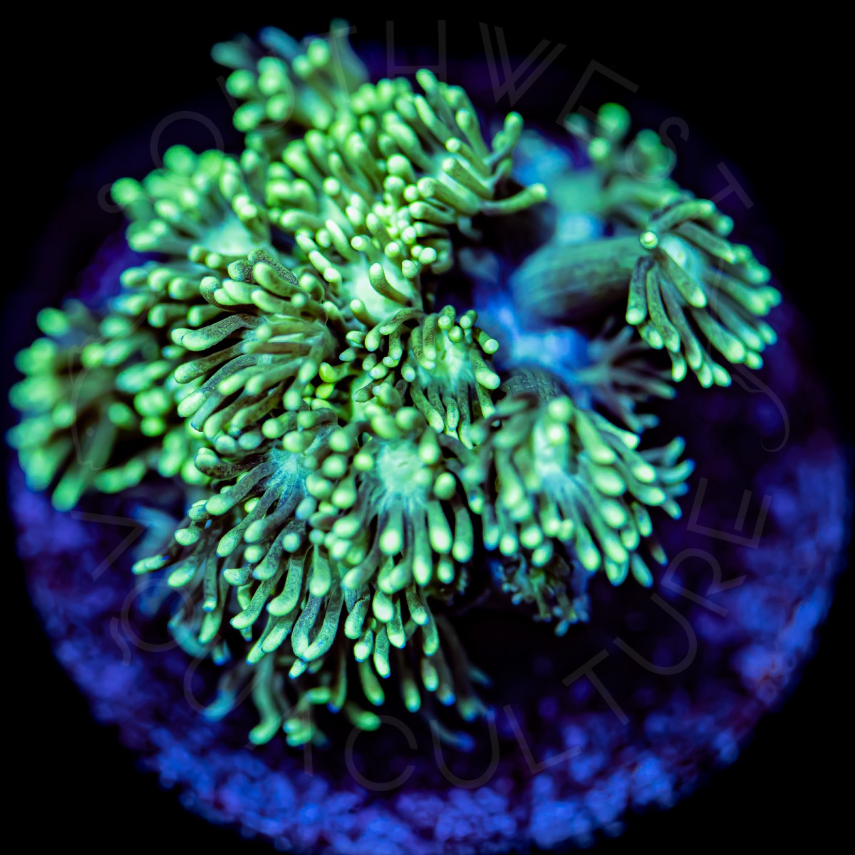 Glimmer Goni - WYSIWYG Glimmer Goni - WYSIWYG