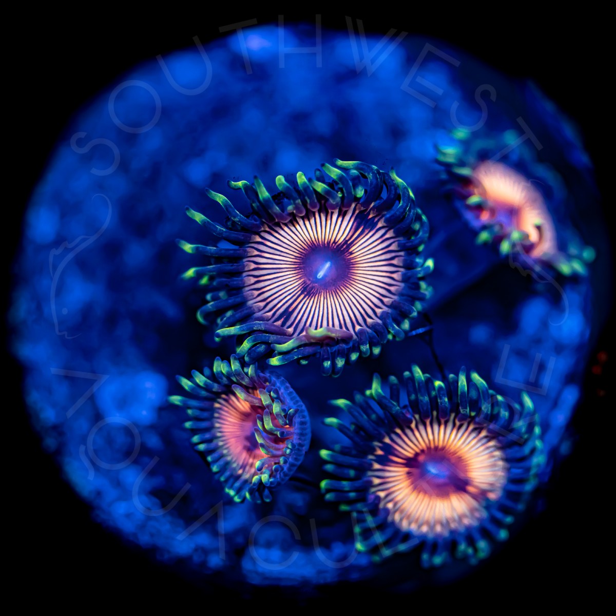 Sunrise Palys - WYSIWYG Sunrise Palys - WYSIWYG