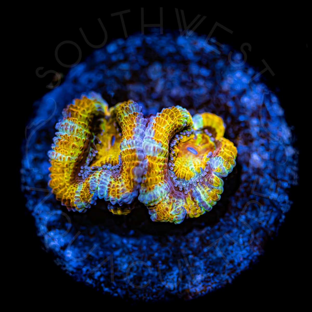 Ultron Micromussa - WYSIWYG Ultron Micromussa - WYSIWYG