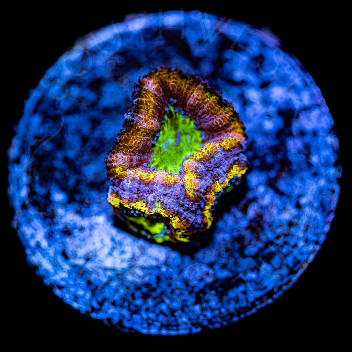 Ultra Micromussa - WYSIWYG Ultra Micromussa - WYSIWYG