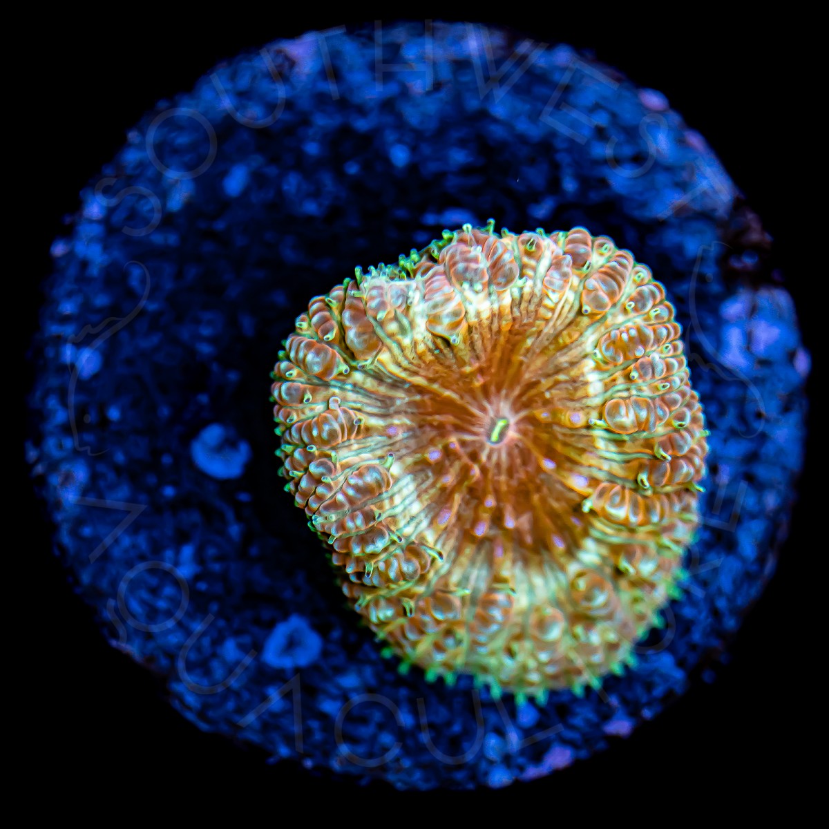 Ultra Blasto Wellsi - WYSIWYG Ultra Blasto Wellsi - WYSIWYG