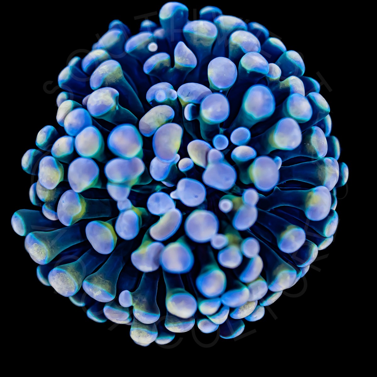 Ultra Branching Hammer - WYSIWYG Ultra Branching Hammer - WYSIWYG