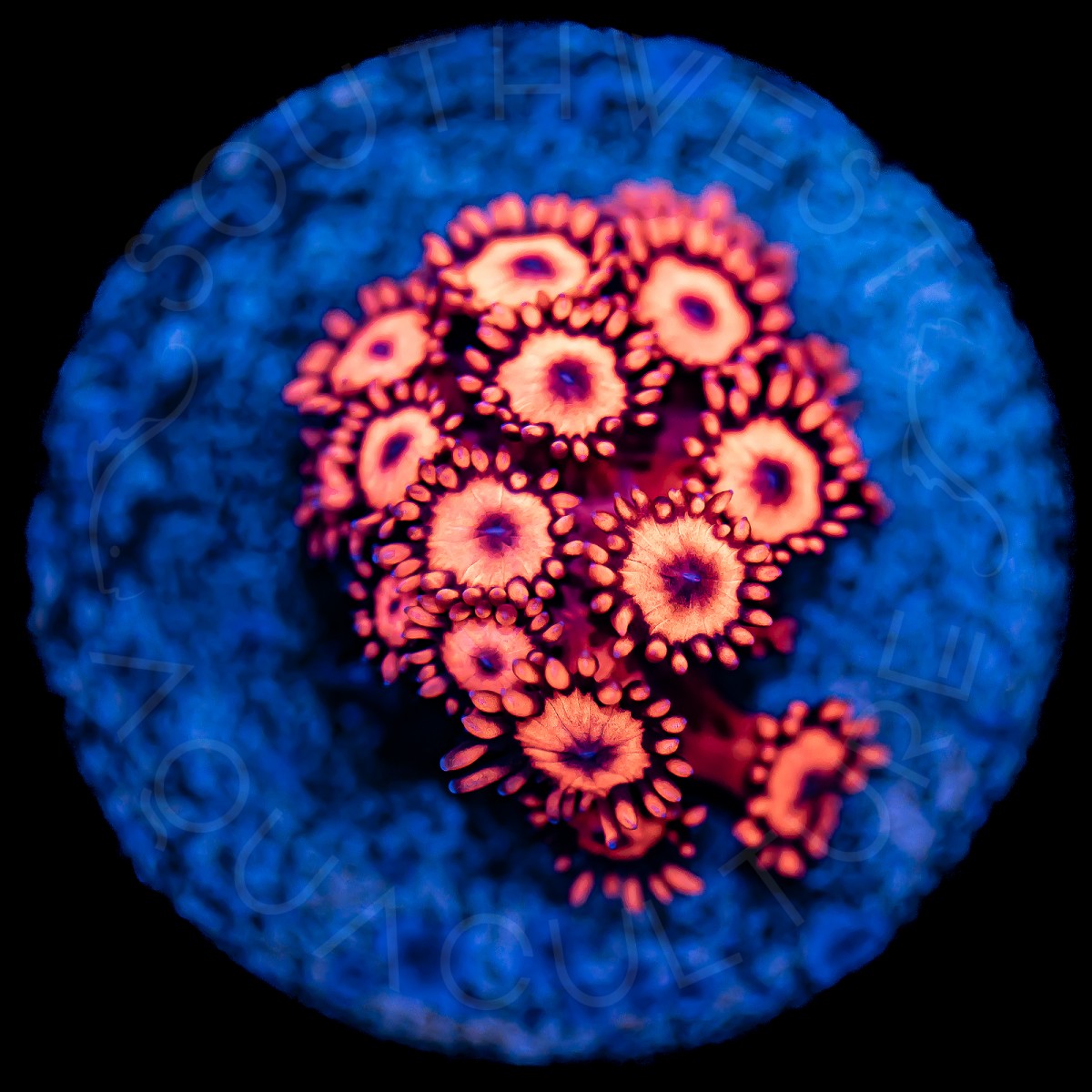 Ultra Red Goniopora - WYSIWYG Ultra Red Goniopora - WYSIWYG
