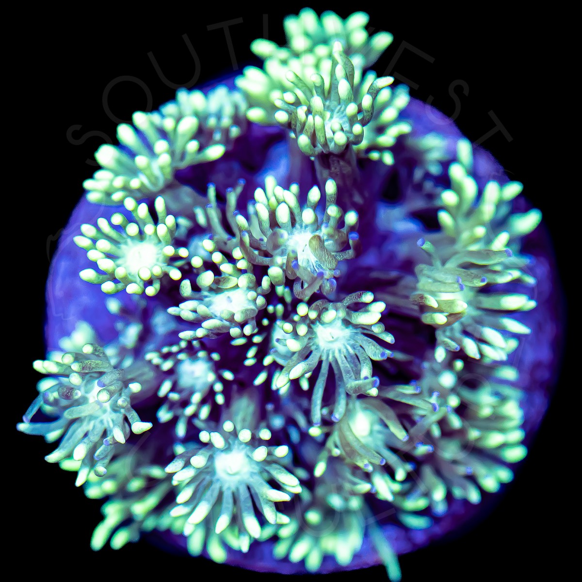 Glimmer Goni - WYSIWYG Glimmer Goni - WYSIWYG