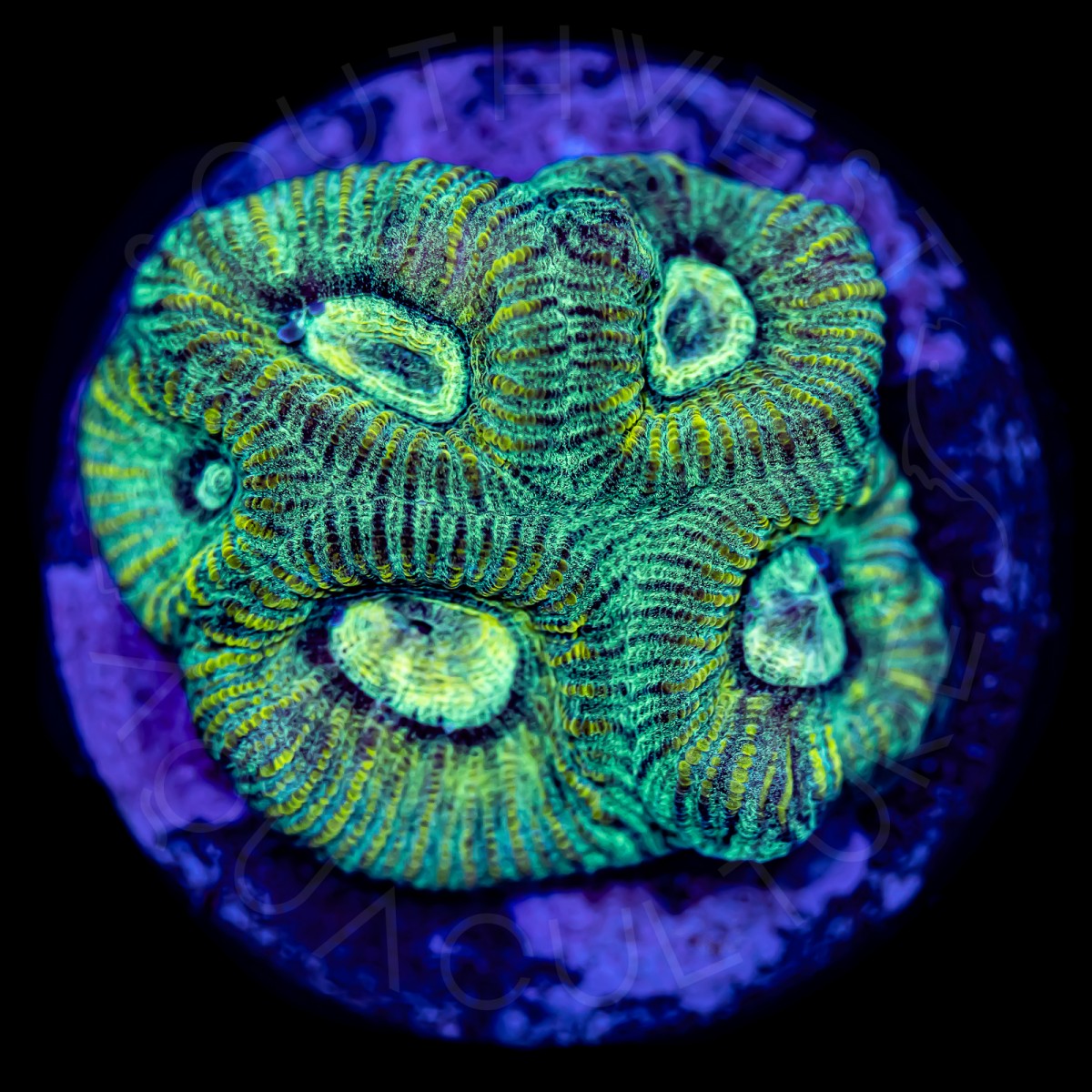 Mystic Favia - WYSIWYG Mystic Favia - WYSIWYG