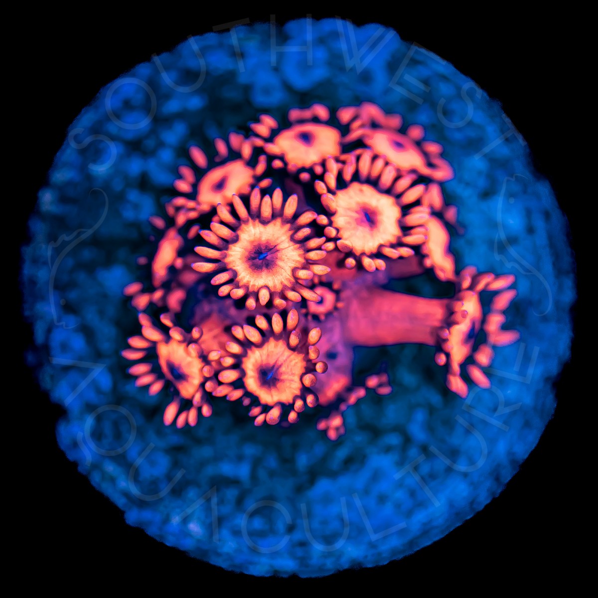 Ultra Red Goniopora - WYSIWYG Ultra Red Goniopora - WYSIWYG