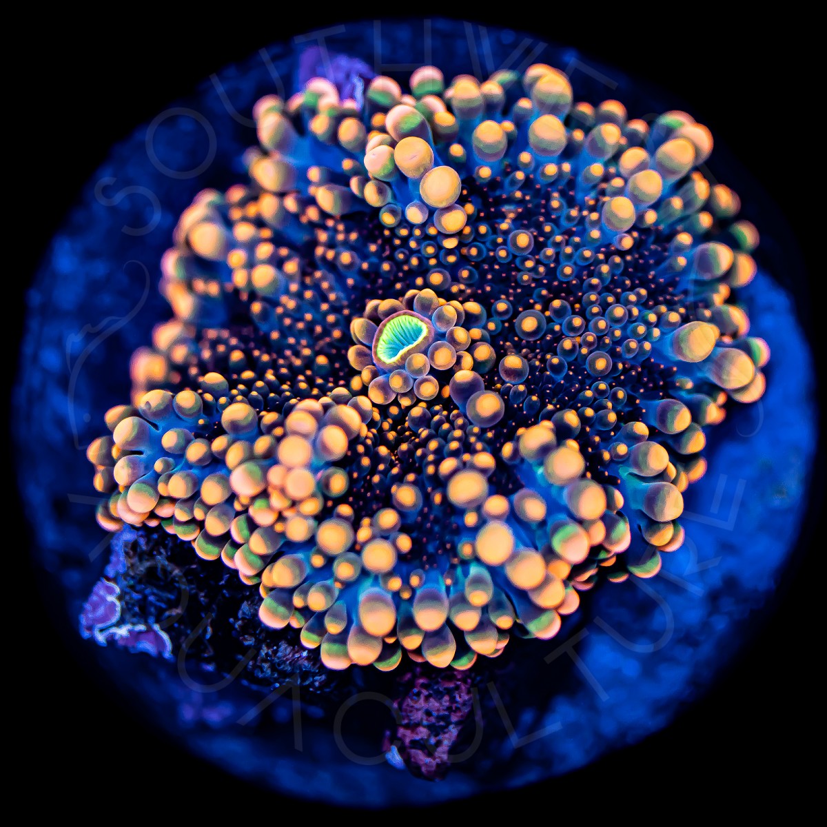 Ultra Indo Yuma - WYSIWYG Ultra Indo Yuma - WYSIWYG