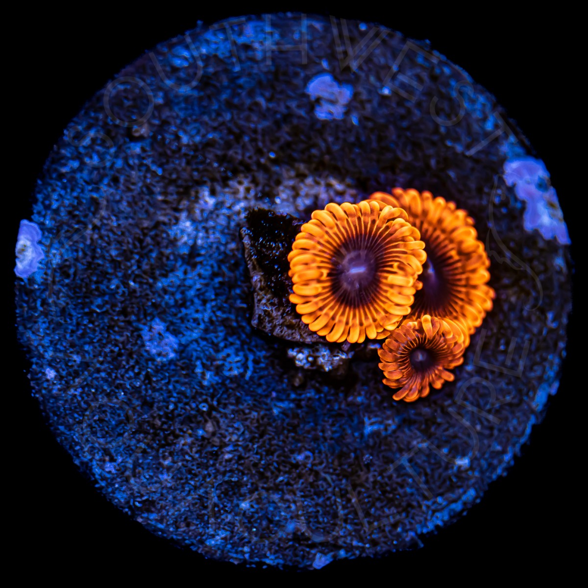 Inferno Palys - WYSIWYG Inferno Palys - WYSIWYG