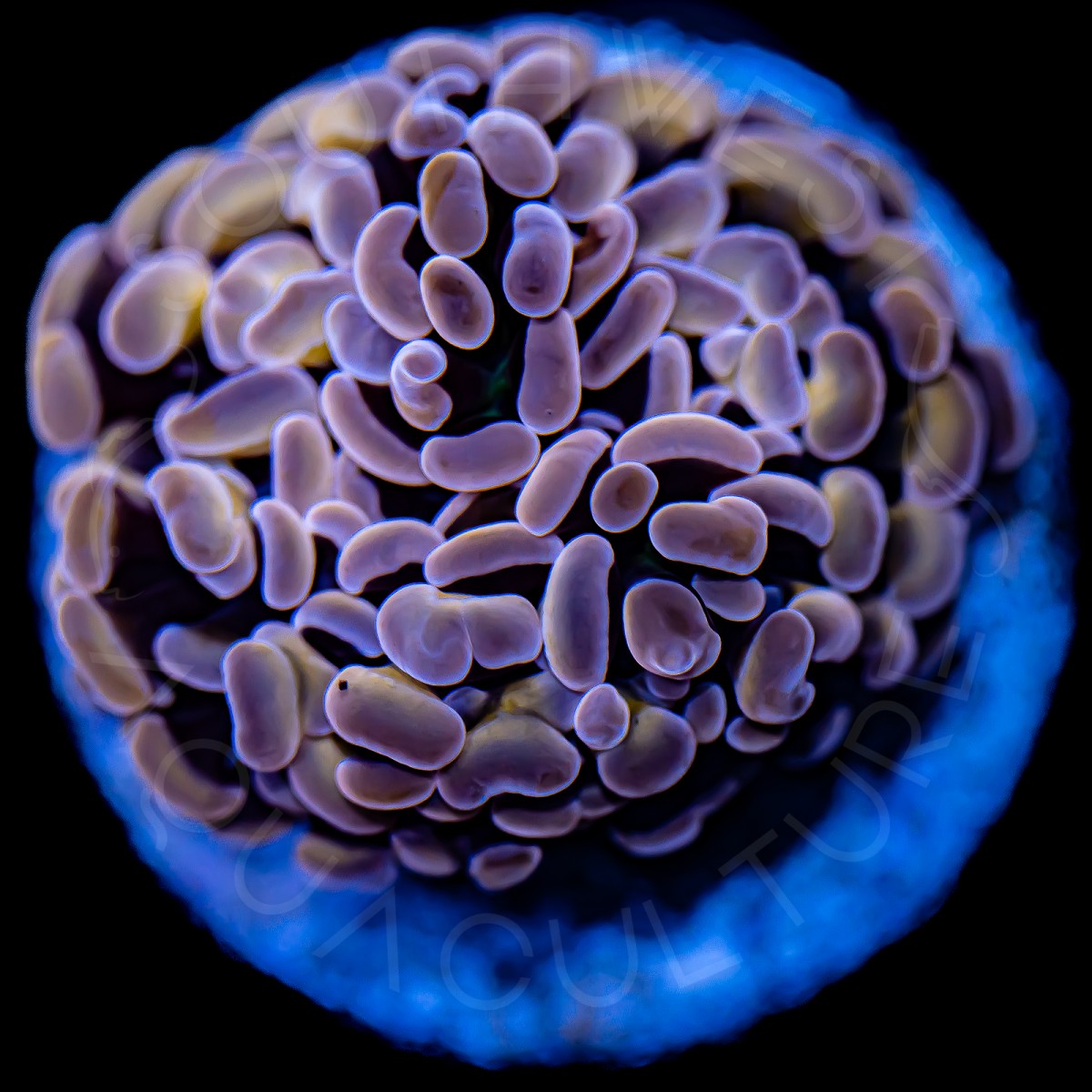 Indo Branching Hammer - WYSIWYG Indo Branching Hammer - WYSIWYG