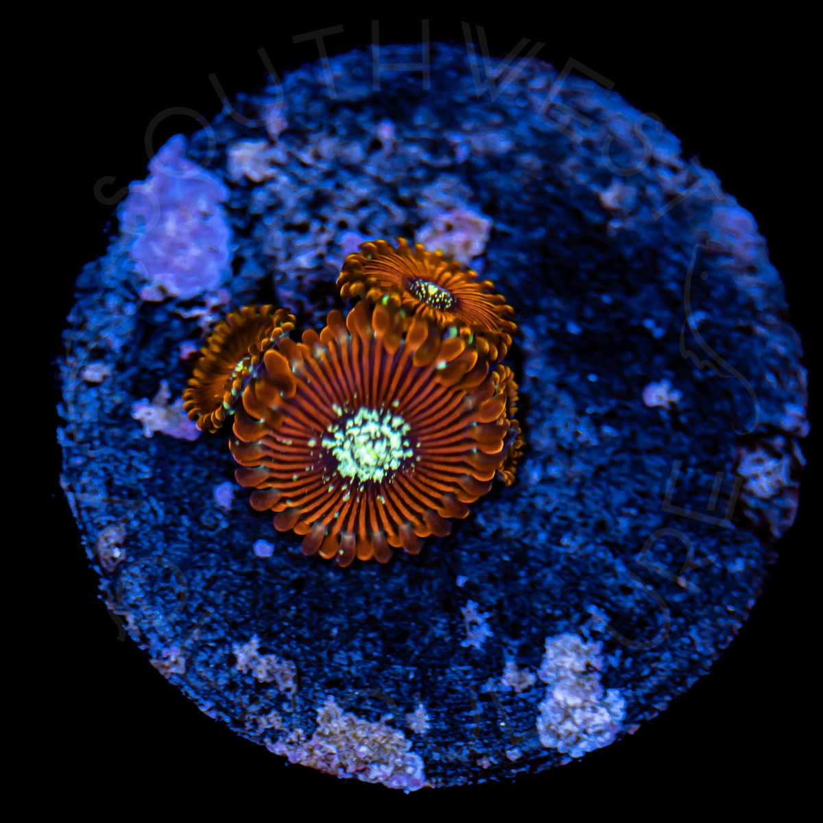 Magician Paly - WYSIWYG Magician Paly - WYSIWYG