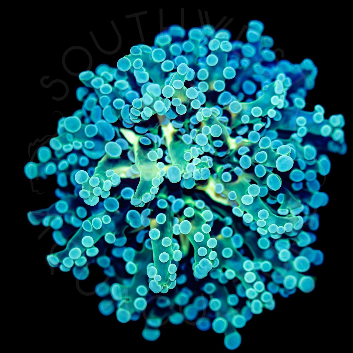 Yellow Mouth Frogspawn - WYSIWYG Yellow Mouth Frogspawn - WYSIWYG