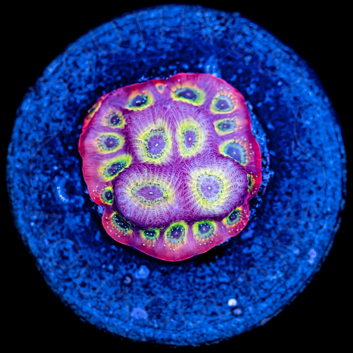 Flameboy Favia - WYSIWYG Flameboy Favia - WYSIWYG