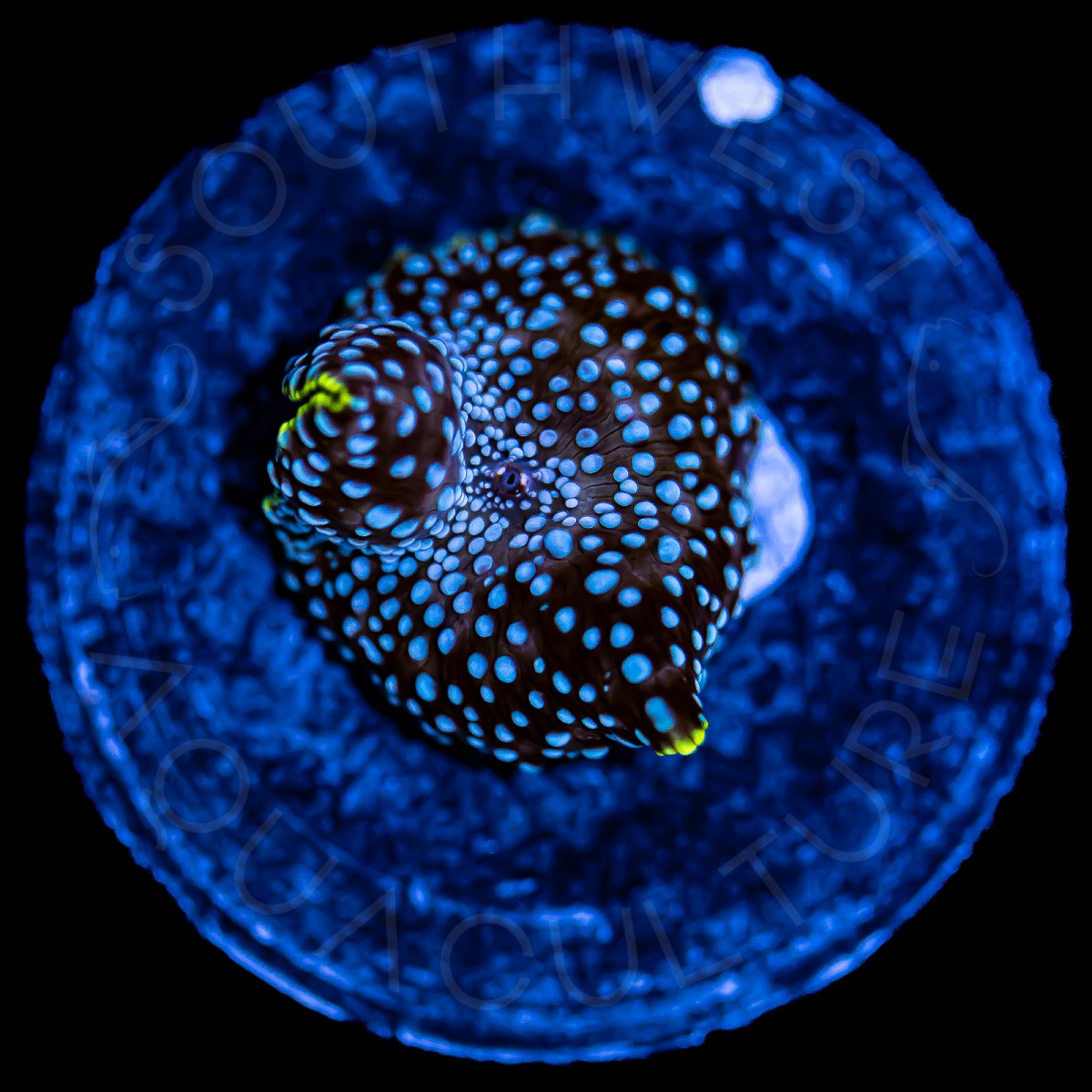 Blue Spotted Discosoma - WYSIWYG Blue Spotted Discosoma - WYSIWYG