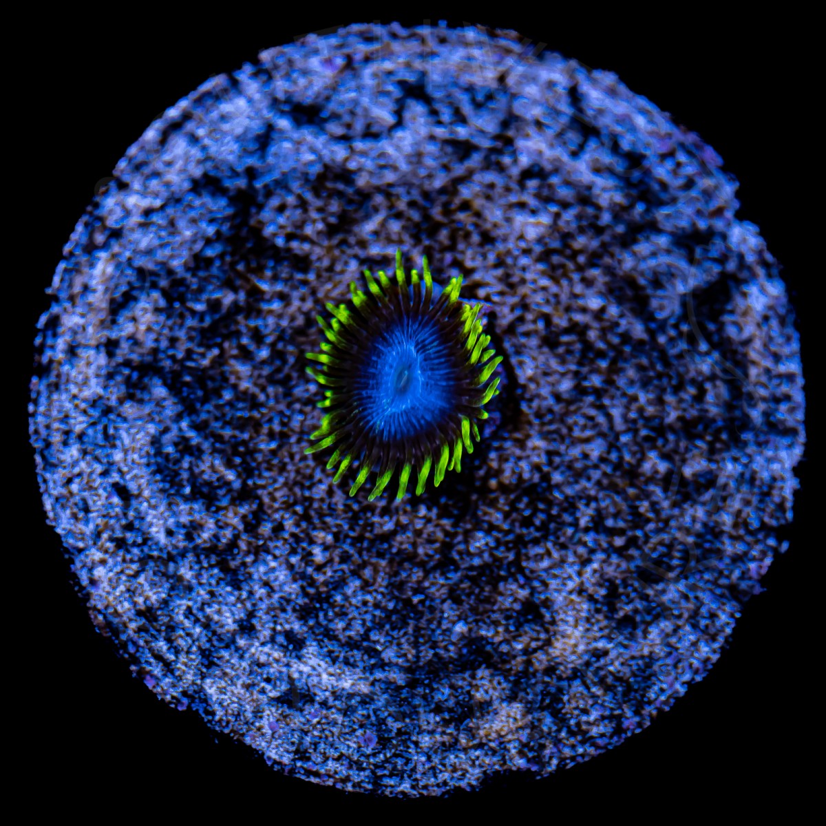 Smurfs Blood Zoanthids - WYSIWYG Smurfs Blood Zoanthids - WYSIWYG