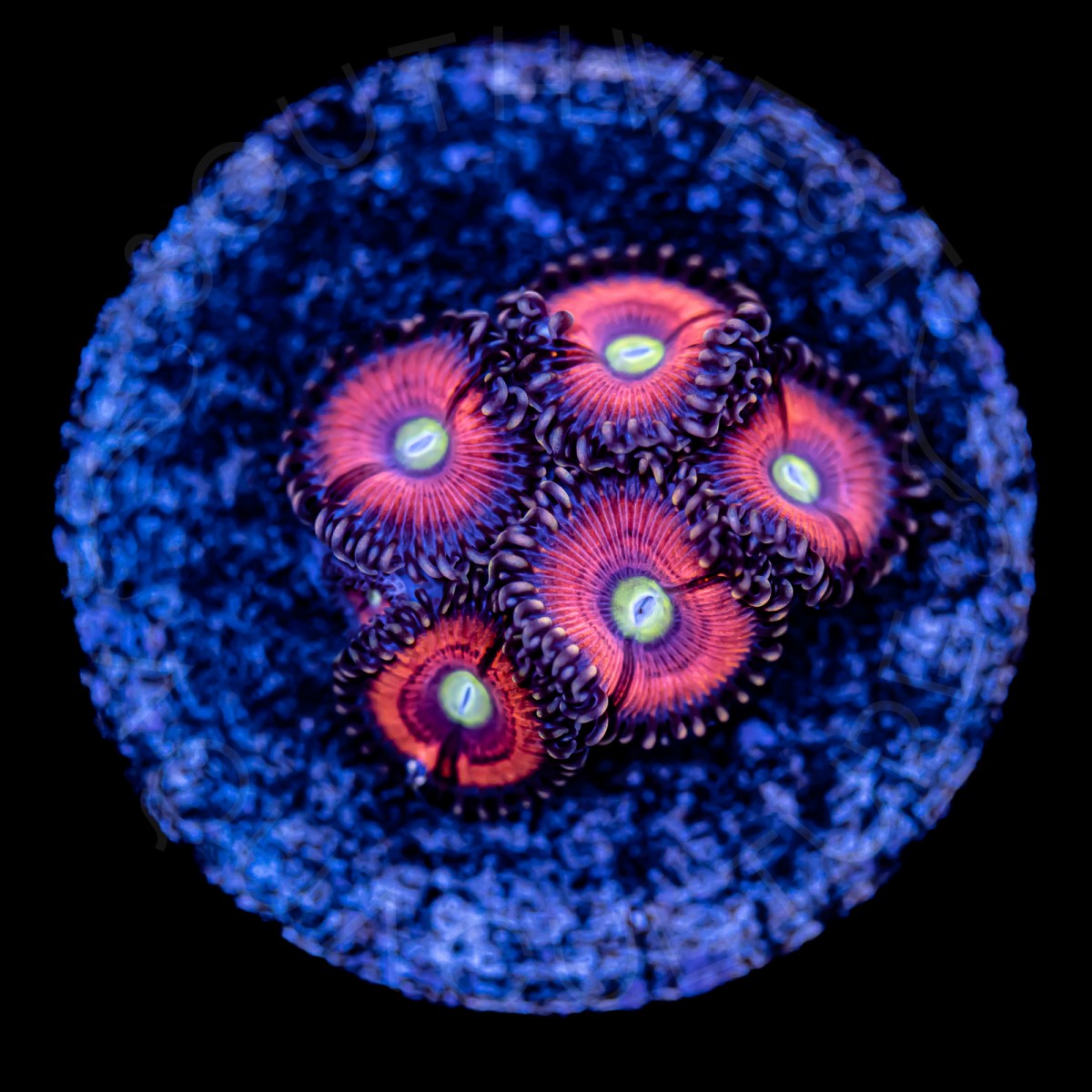 Pink Limonada Palys - WYSIWYG Pink Limonada Palys - WYSIWYG