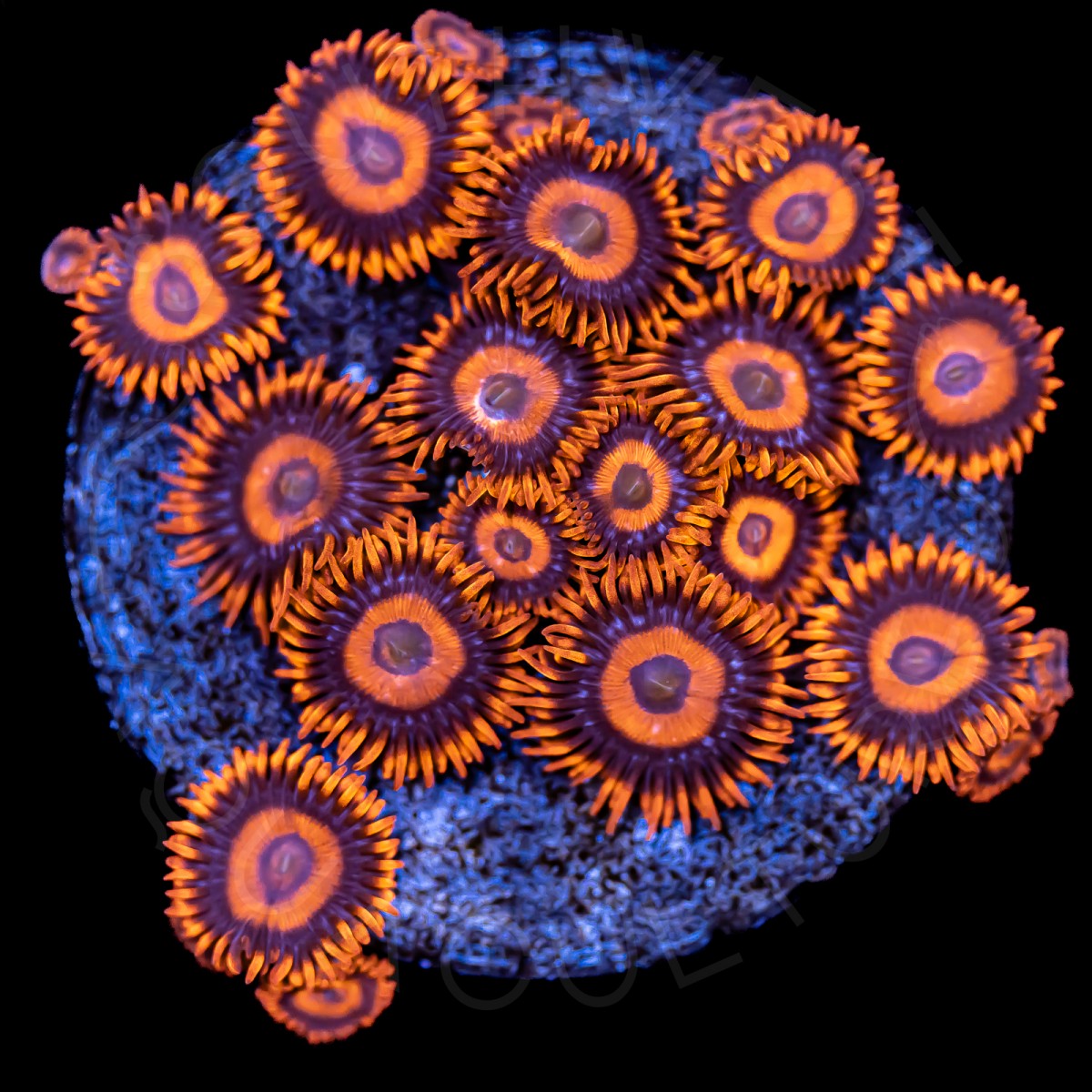 Iron Oxide Zoanthids - WYSIWYG Iron Oxide Zoanthids - WYSIWYG