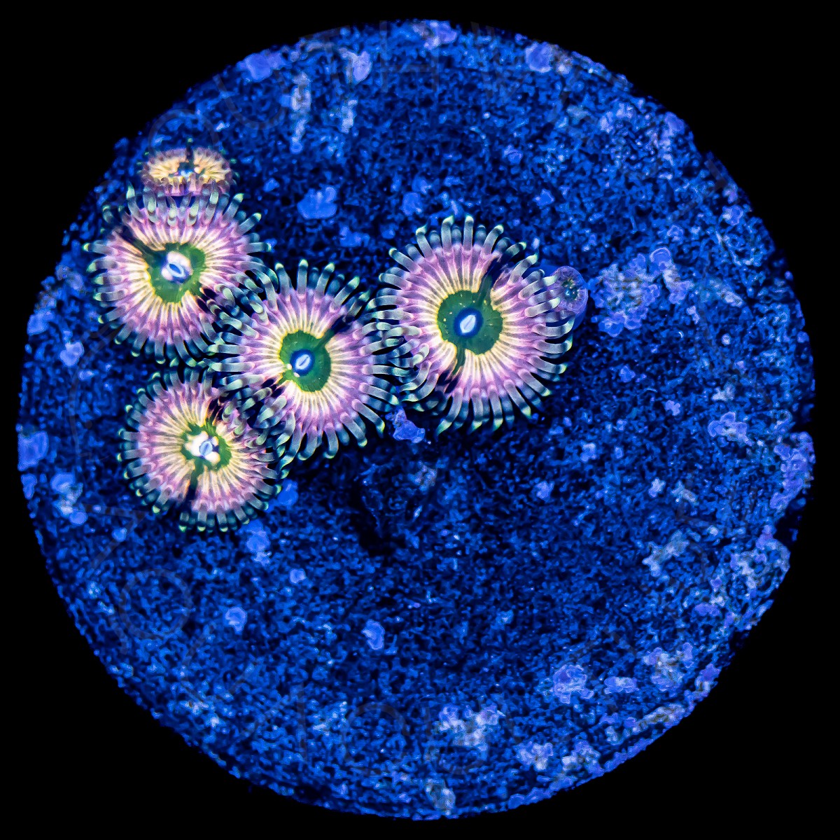 Transition Palys - WYSIWYG Transition Palys - WYSIWYG