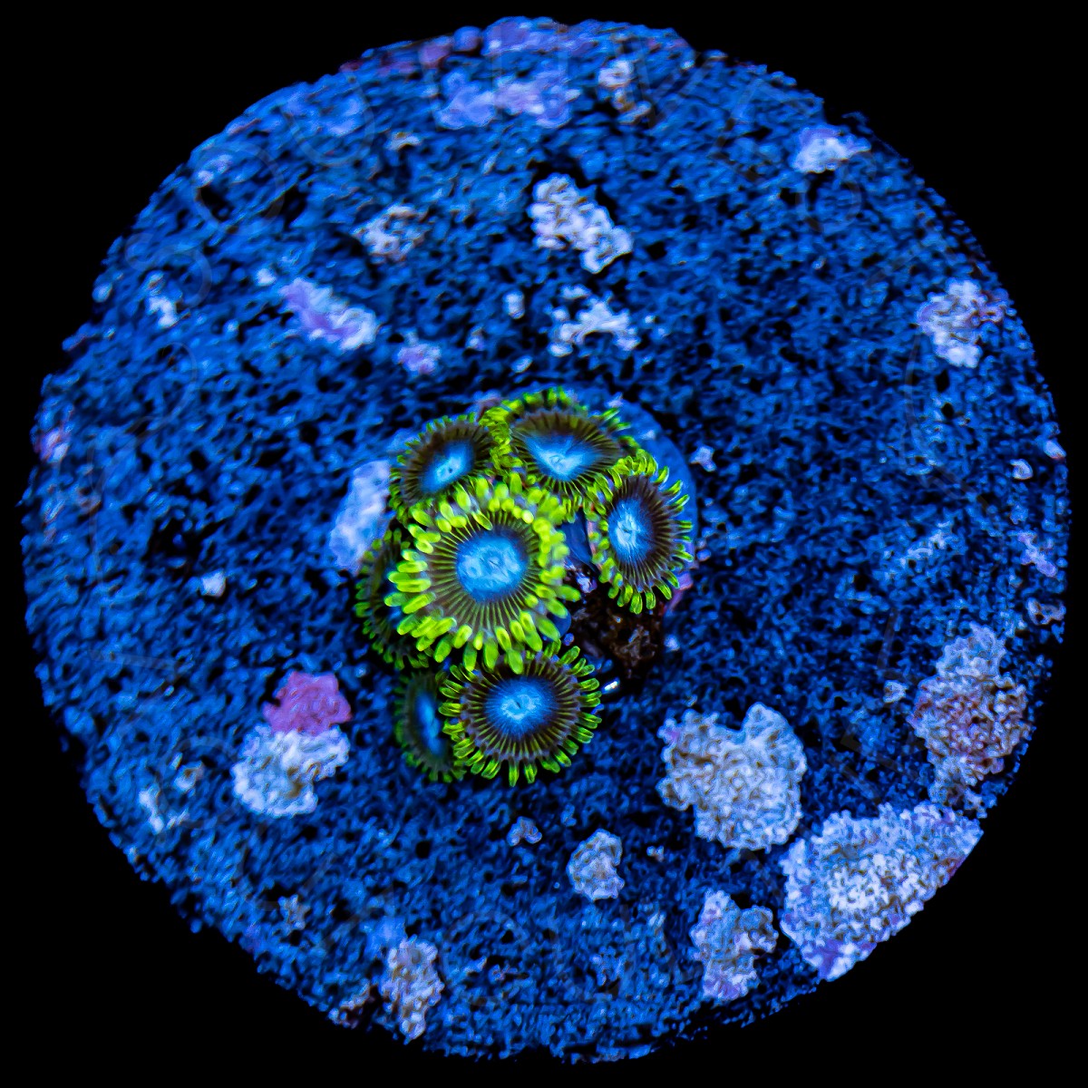 Smurfs Blood Zoanthids - WYSIWYG Smurfs Blood Zoanthids - WYSIWYG