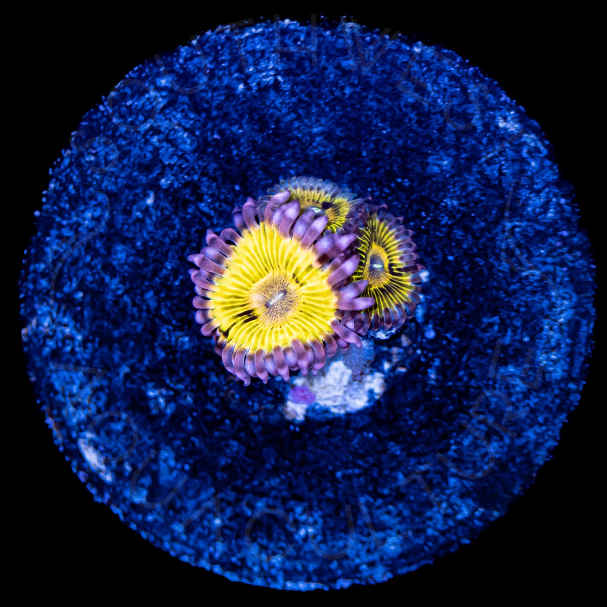 Pink Chiquita Zoanthid - WYSIWYG Pink Chiquita Zoanthid - WYSIWYG