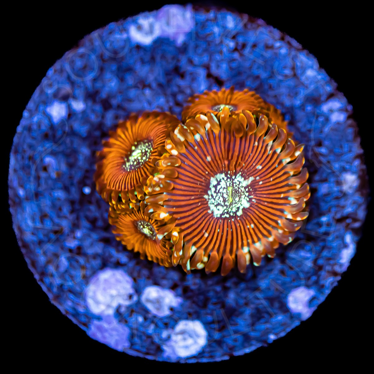 Magician Paly - WYSIWYG Magician Paly - WYSIWYG