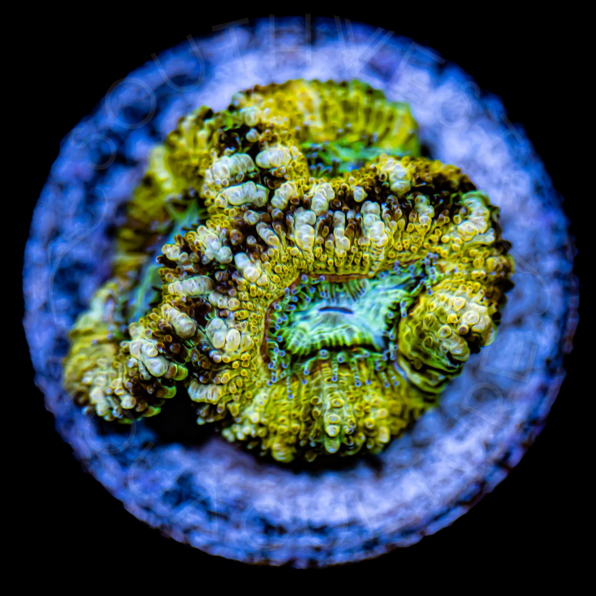 Banana Split Lords - WYSIWYG Banana Split Lords - WYSIWYG