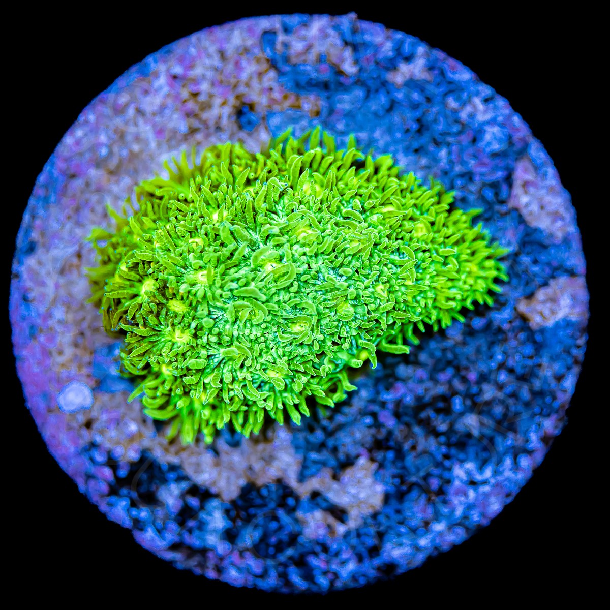 Neon Leptastrea - WYSIWYG Neon Leptastrea - WYSIWYG