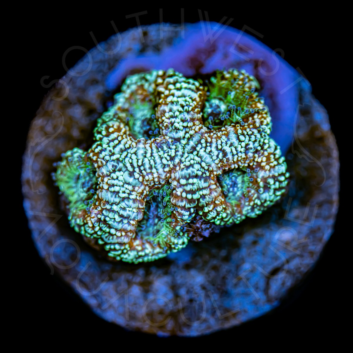 Space Invasion Lords - WYSIWYG Space Invasion Lords - WYSIWYG